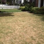 Dry Weather? How to Protect Your Lawn During Drought Conditions