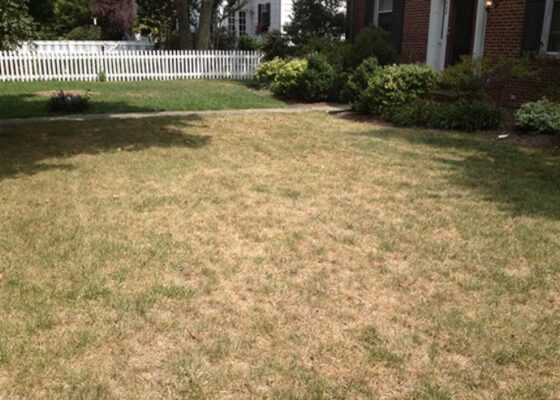 Dry Weather? How to Protect Your Lawn During Drought Conditions