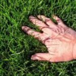 7 Essential Fall Lawn Care Chores for Healthier Grass Next Spring