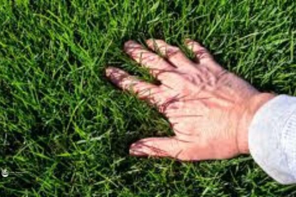 7 Essential Fall Lawn Care Chores for Healthier Grass Next Spring